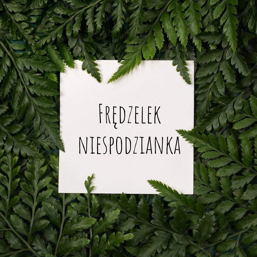 FRĘDZELEK NIESPODZIANKA 0